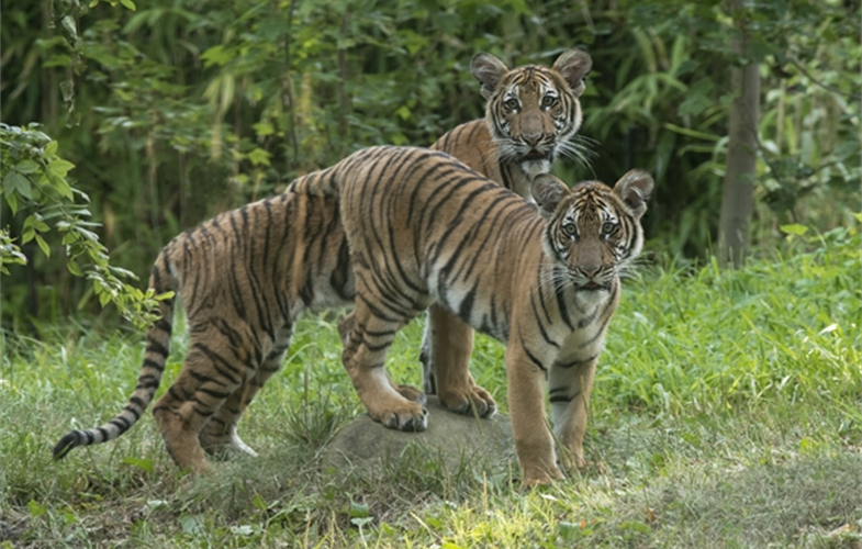 Julie Larsen Maher_4432_Malayan Tiger Cubs_TM_BZ_08 29 16.JPG
